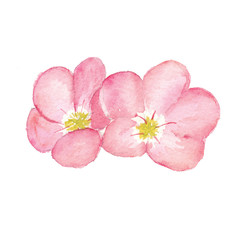 Red clover. Delicate and bright watercolor flower. Hand-drawn watercolor illustration