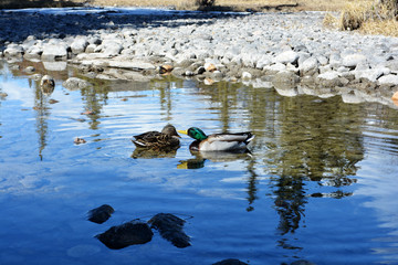 Mallard duck couple playing in a stream