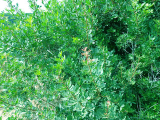 multiple green bunches