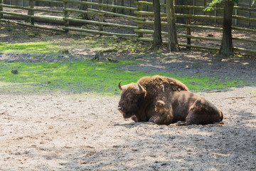 Żubry, Zagroda pokazowa, Woliński Park Narodowy, Międzyzdroje © Konrad Kerker