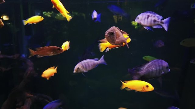  Colorful African cichlids fishes in a public aquarium