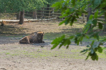 Żubry, Zagroda pokazowa, Woliński Park Narodowy, Międzyzdroje © Konrad Kerker