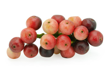 antidesma, thwaitesianum, isolated, background with clipping path