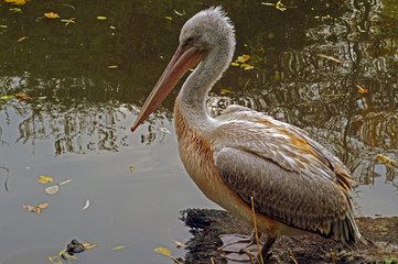 pelican in water