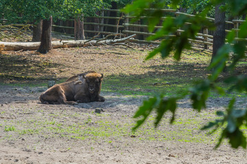 Żubry, Zagroda pokazowa, Woliński Park Narodowy, Międzyzdroje