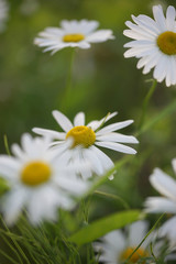 Daisies grow in the field
