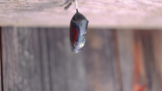 Monarch butterfly wiggling inside its transparent chrysalis