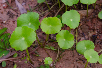 Gotu kola, Centella asiatica, Asiatic pennywort, Indian pennywort leaf green background.