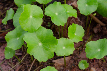 Gotu kola, Centella asiatica, Asiatic pennywort, Indian pennywort leaf green background.