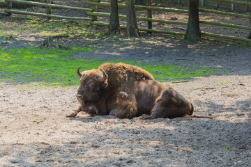 Żubry, Zagroda pokazowa, Woliński Park Narodowy, Międzyzdroje © Konrad Kerker