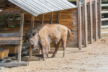 Żubry, Zagroda pokazowa, Woliński Park Narodowy, Międzyzdroje © Konrad Kerker