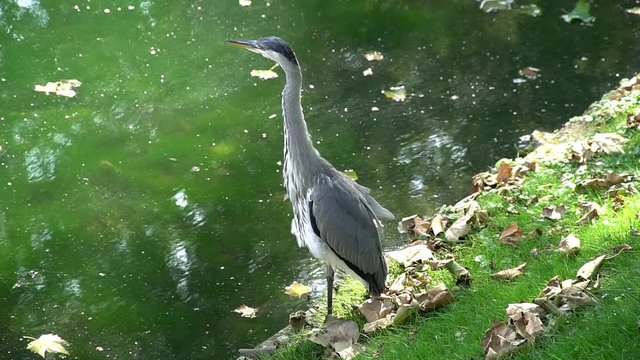 Wildlife an der K&ouml;nigsallee: Reiher f&uuml;hlt sich am Stadtgraben D&uuml;sseldorf durch Drohne bedroht.