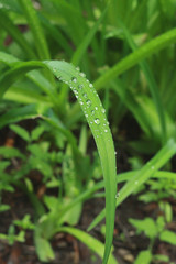 Wet green leaves with a drop of water after the rain