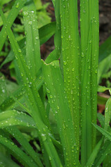 Wet green leaves with a drop of water after the rain