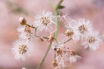 Close up white little ironweed, vernonia cinerea flower