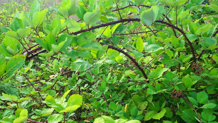 Rubus occidentalis shrub with ripe fruits and green leaves close up. Also known as Black raspberry.