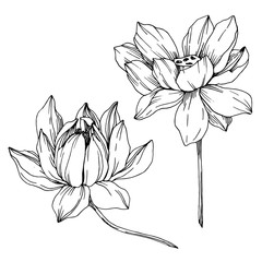 Vector Lotus floral botanical flowers. Black and white engraved ink art. Isolated lotus illustration element.