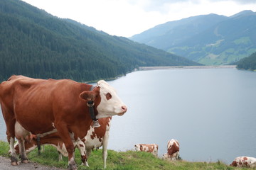 cow in Alps