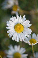 Obraz premium Daisies grow in the field