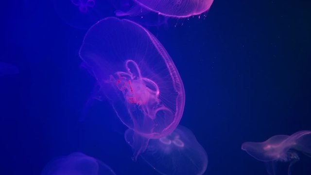 Purple big Moon jellyfish. Aurelia aurita in a public aquarium