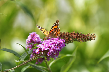 Painted Lady butterfly on flower Vanessa Cardui