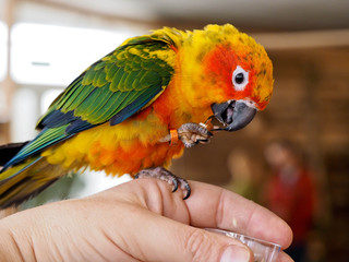 Beautiful funny parrot bird