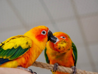 Beautiful funny parrot bird