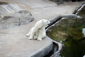 polar bear in the zoo, tired of the heat, sitting and looking to the right