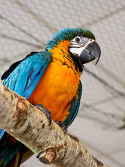 Beautiful funny parrot bird