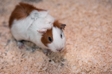 Portrait of cute guinea pig. Close up photo.