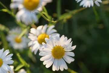 Daisies grow in the field