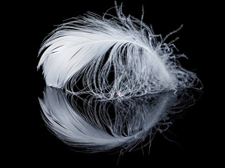 White feather on the black background