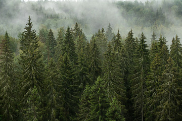 Misty forest view with spruce trees after rain in Gauja national Park in Latvia