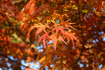 Japanese Red Maple Tree Leafs in the Fall