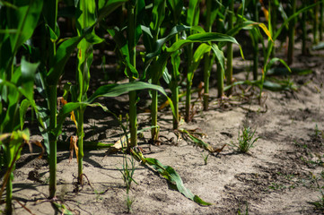 Edge of the corn field