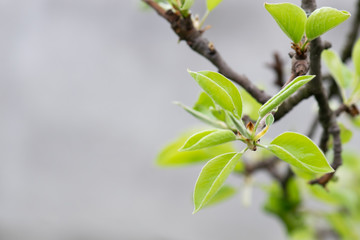 Obraz premium Twig of wild pear tree with young green leaves isolated on white