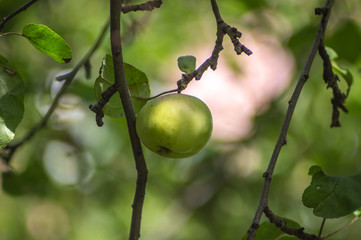 Apple growing on a tree