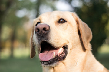 Smiling labrador dog in the city park 