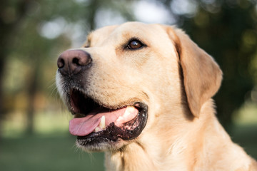 Smiling labrador dog in the city park 