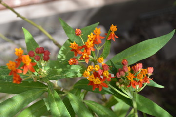 A shrub of little red and orange flowers