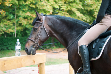 Portrait of chestnut horse looking at bottle with drink water
