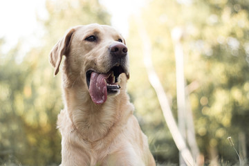 Smiling labrador dog in the city park 