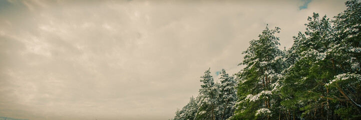 Pine trees covered with snow in cloudy weather.