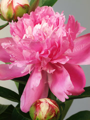 Beautiful pink peony flowers