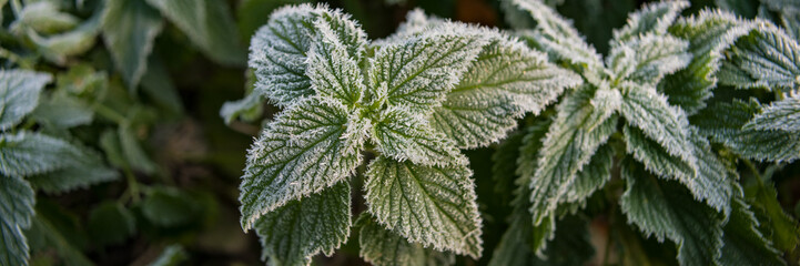 Green Plants and Foliage Covered by Rime of Sunny Morning on the Meadow.