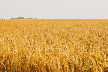 Agricultural landscape. Ripe spikelets of rye in the golden rays of the setting sun. Beautiful nature at sunset.