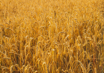 Agricultural landscape. Ripe spikelets of rye in the golden rays of the setting sun. Beautiful nature at sunset.