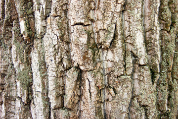 The photo of  close-up wood bark. Background for timber industry