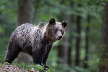 Brown bear in forest in summer time