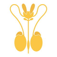 Male reproductive system. Front view, flat design. Vector illustration